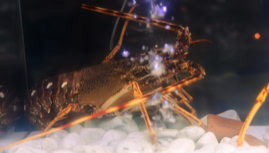 retrouvez la langouste à la carte